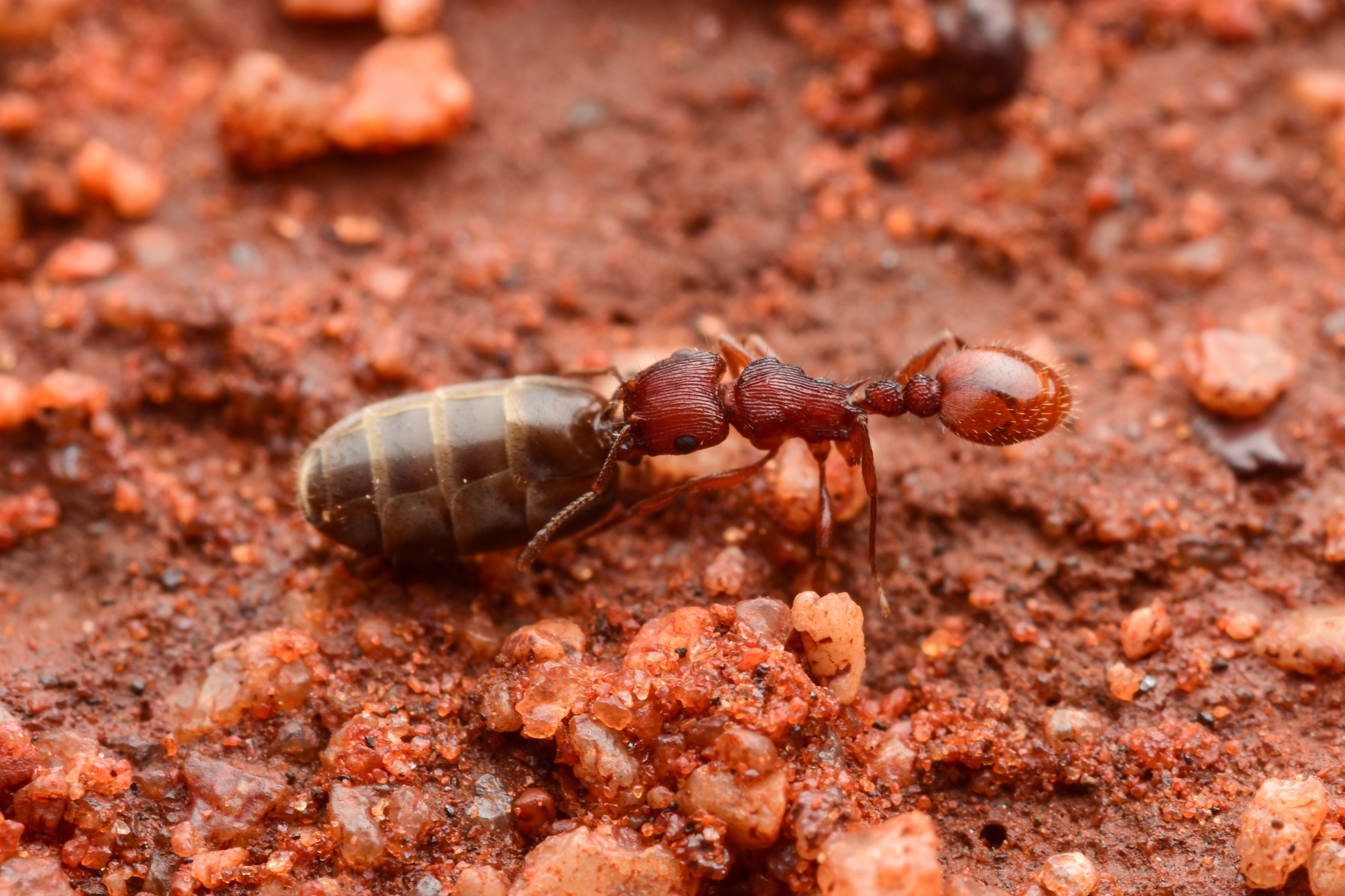 Tetramorium sjostedti