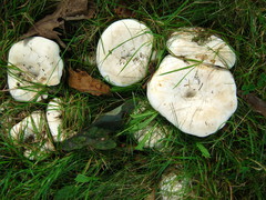 Russula brevipes acrior