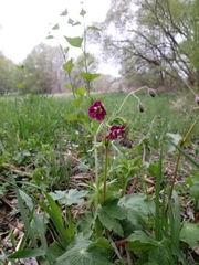 Geranium phaeum