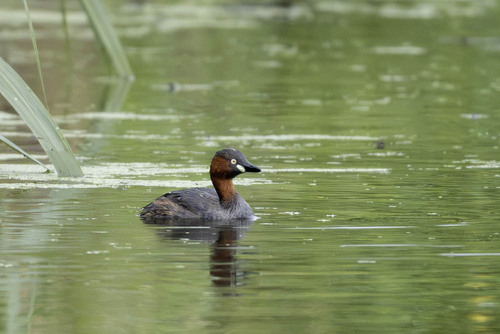 iNaturalist image