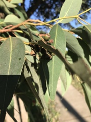 Eucalyptus paniculata