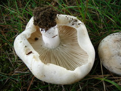 Russula brevipes acrior