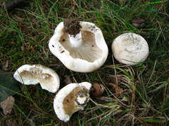Russula brevipes acrior