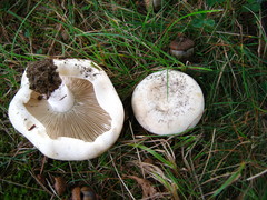 Russula brevipes acrior