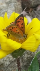 Lycaena phlaeas daimio