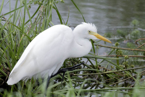 iNaturalist image