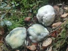 Rossbeevera pachydermis