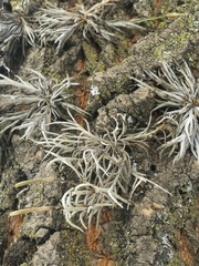 Tillandsia virescens