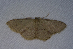 Idaea sakuraii