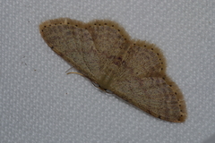Idaea sakuraii