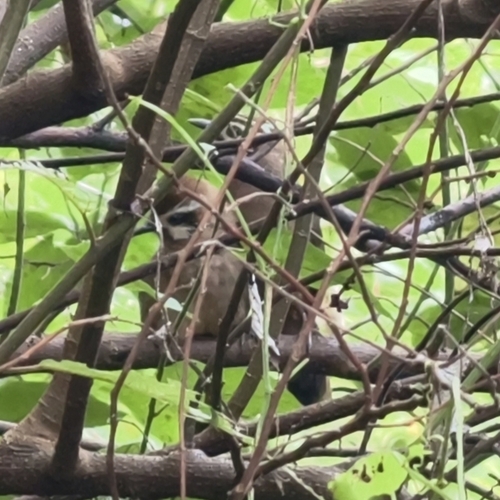 White-browed Laughingthrush