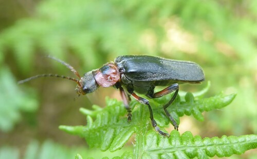Rustic Sailor Beetle, Rheden, Netherlands, photo 9 of 10