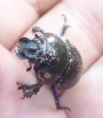 Woodland Dor Beetle, Rheden, Netherlands, photo 7 of 10