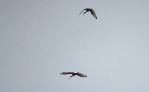 iNaturalist image
