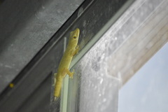 Hemidactylus frenatus