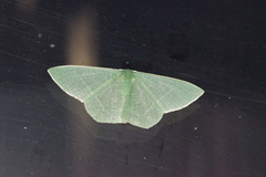 Thalassodes intaminata