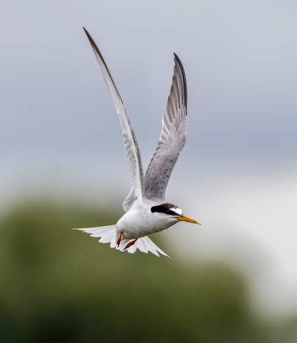 iNaturalist image