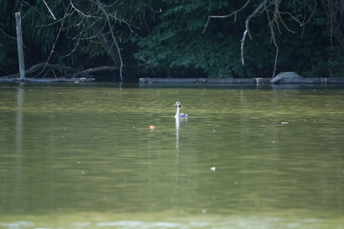 iNaturalist image