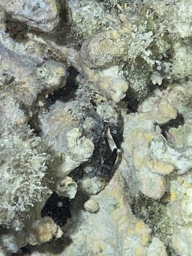 Cyclodius ungulatus observed 2026-07-27