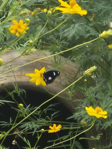 Great Eggfly