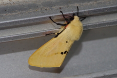 Spilarctia seriatopunctata