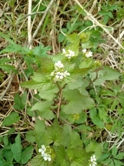 Alliaria petiolata