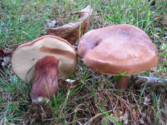Tylopilus ferrugineus