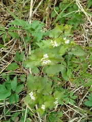 Alliaria petiolata