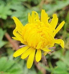 (c) Urgamal Magsar, some rights reserved (CC BY) Taraxacum mongolicum, photograph (c) Urgamal Magsar, some rights reserved (CC BY)