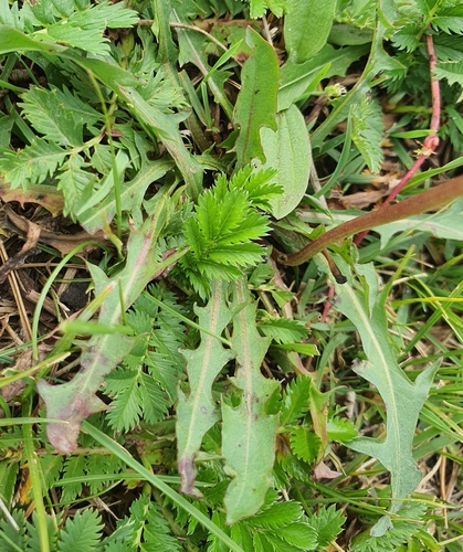 Taraxacum mongolicum, photograph 5