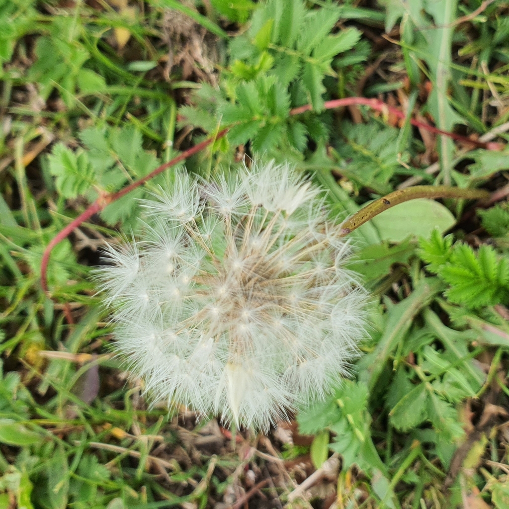 Taraxacum mongolicum; photograph (c) Urgamal Magsar, some rights reserved (CC BY)