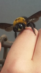 Xylocopa appendiculata circumvolans