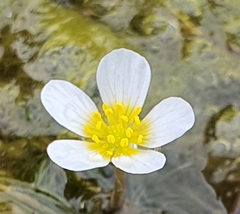 Ranunculus aquatilis, photograph (c) Urgamal Magsar, some rights reserved (CC BY)