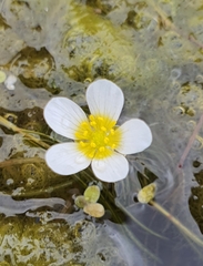 Ranunculus aquatilis, photograph (c) Urgamal Magsar, some rights reserved (CC BY)
