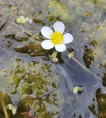Ranunculus aquatilis, photograph (c) Urgamal Magsar, some rights reserved (CC BY)