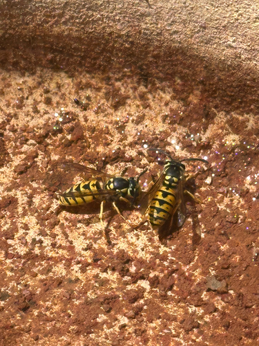 German Yellowjacket