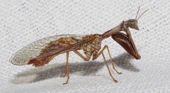Mantispa styriaca