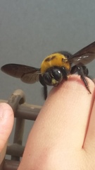 Xylocopa appendiculata circumvolans