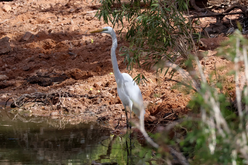 iNaturalist image