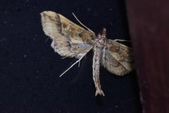 Hydriris ornatalis