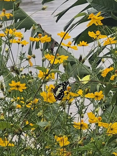Lime Swallowtail