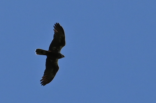 Western Marsh Harrier