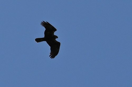 Western Marsh Harrier
