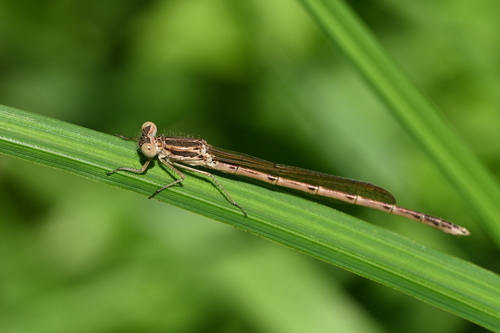 Common Winter Damselfly