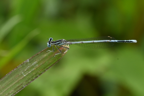 Blue Featherleg