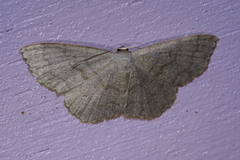 Scopula plumbearia