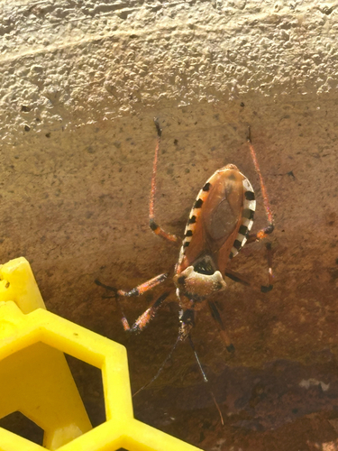 Spotted Assassin Bug