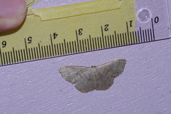 Scopula plumbearia