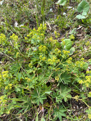 Alchemilla monticola, photograph 4
