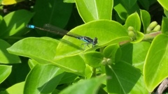 Ischnura senegalensis